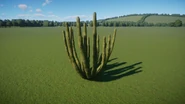 Organ Pipe Cactus 2