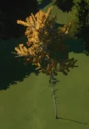 Quaking Aspen Tree 01