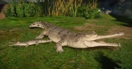 Leucistic gharial femalewbaby.png (842 KB) Leucistic Female Gharial