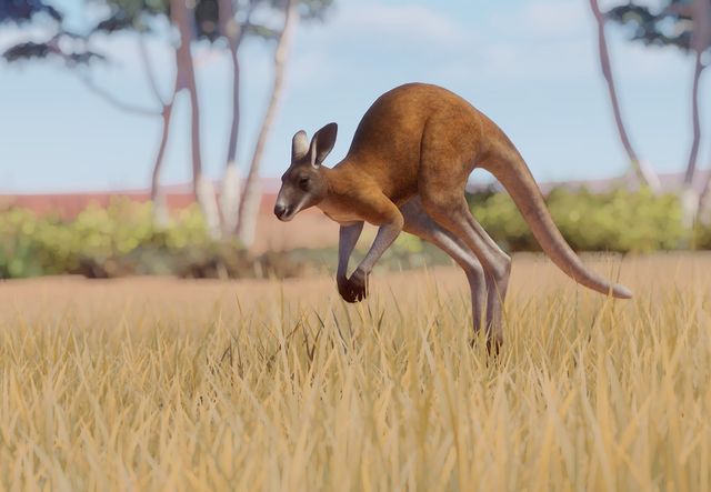 red kangaroo habitat