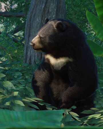 american black bear in taiga