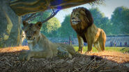 A lion and lioness hiding from the hot sun in a shelter