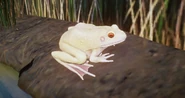 AlbinoBullfrog.png (584 KB) Albino American Bullfrog