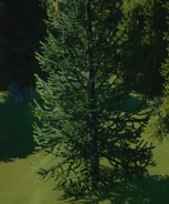 Monkey Puzzle Tree 01