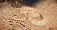 AlbinoDeathAdder.png (782 KB) Albino Common Death Adder