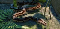 IconBoaConstrictor