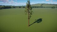 Ponderosa 2