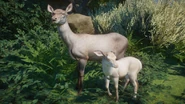 LeucisticRedDoe.png (1.01 MB) Leucistic Red Deer Doe