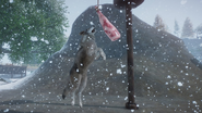 A Timber Wolf using the feeder