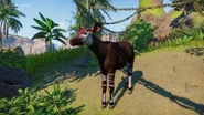 Okapi.jpg (616 KB)