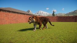 Zoopedia Bengal vs Siberian tiger size.