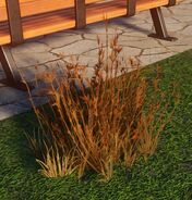 Medium Parched Red Oat Grass