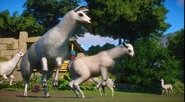 Llama5 (2).jpg (235 KB)
