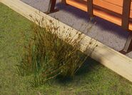 Medium Red Oat Grass