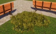 Medium Dry Buffalo Grass