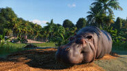 A hippopotamus enjoys a nap