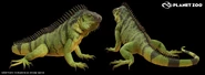 Samuel-bang-iguana-turnaround-01.jpg (297 KB)