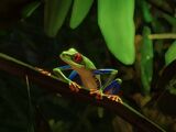 Red-Eyed Tree Frog