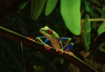 Red-Eyed Tree Frog, Planet Zoo Wiki
