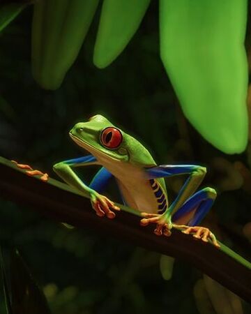 red eyed tree frog predators