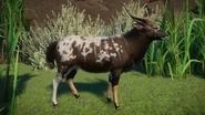 Piebald nyala.png (1,013 KB) Piebald Male Nyala
