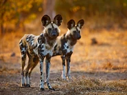 Pre-Zoopedia Profile