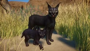 Melanistic caracal.png (991 KB) Melanistic Caracal