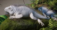 AlbinoAntilleanIguana.png (878 KB) Albino Lesser Antillean Iguana