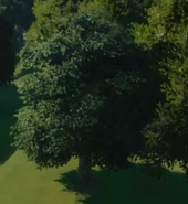 Sycamore Maple Tree 03