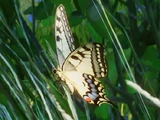 Old World Swallowtail