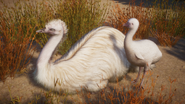 A Leucistic Emu