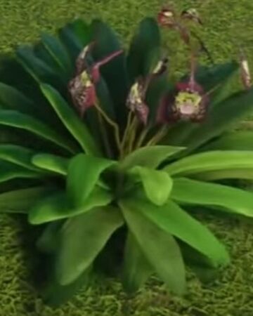Monkey Face Orchid Flower Planet Zoo Wiki Fandom Monkey Face Orchid Flower Planet Zoo Wiki Fandom