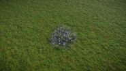 Periwinkle Flower 02