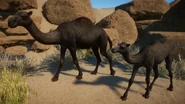 MelanisticDromedary.png (915 KB) Melanistic Dromedary Camel