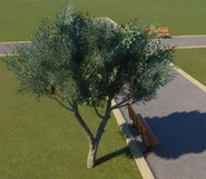 Olive Tree 02