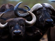 Pre-Zoopedia Profile