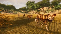 se puede domesticar a un perro salvaje africano