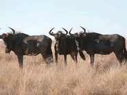 Pre-Zoopedia Profile