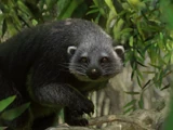Binturong