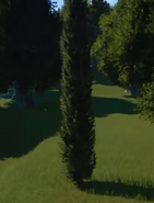 Cypress Tree 03