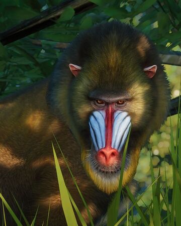 Mandrill Planet Zoo Wiki Fandom