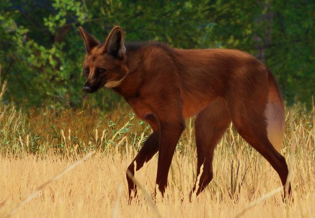 maned wolf