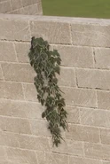 VariegatedIvyHangingParse.jpg (50 KB) Variegated Ivy Hanging Parse