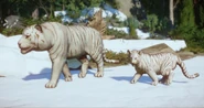 Leucistic siberian.png (653 KB) Leucistic Siberian Tiger