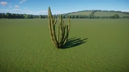 Organ Pipe Cactus 1