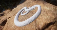 AlbinoBrownSnake.png (804 KB) Albino Eastern Brown Snake