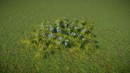 Cornflower 2