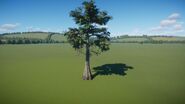 Bald Cypress 03