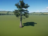 Bald Cypress