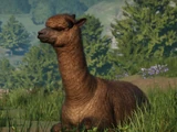 Alpaca